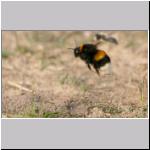 Andrena vaga - Weiden-Sandbiene vs Erdhummel 04.jpg